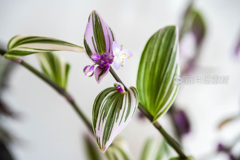 Tradescantia Nanouk室内植物在粉红色的花朵库存照片